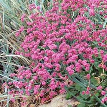 Eriogonum grande var rubescens 1 gal CalNative
