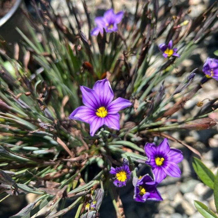 Sisyrinchium b. 'Blue Eyed Grass' CalNative