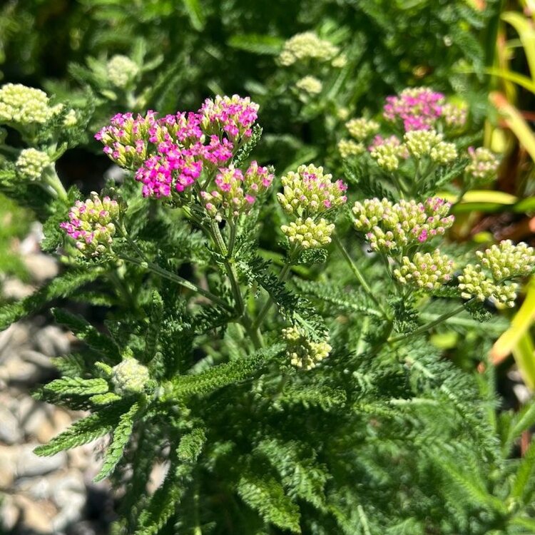 Achillea millefolium 'Island Pink' CalNative