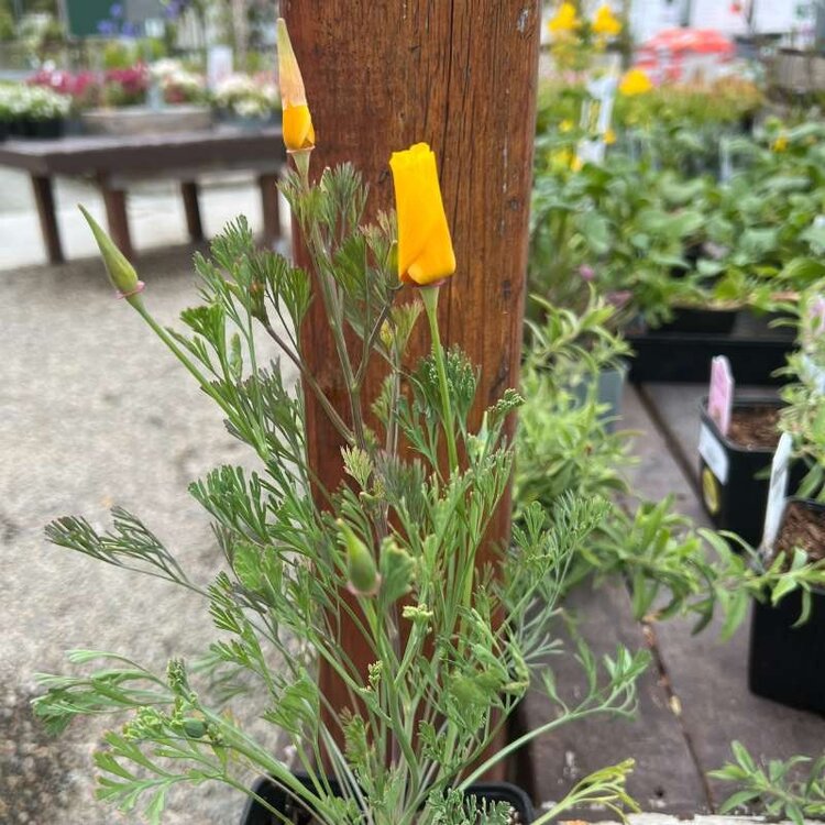 Eschscholzia californica CA Poppy 'Orange King' CalNative 4"