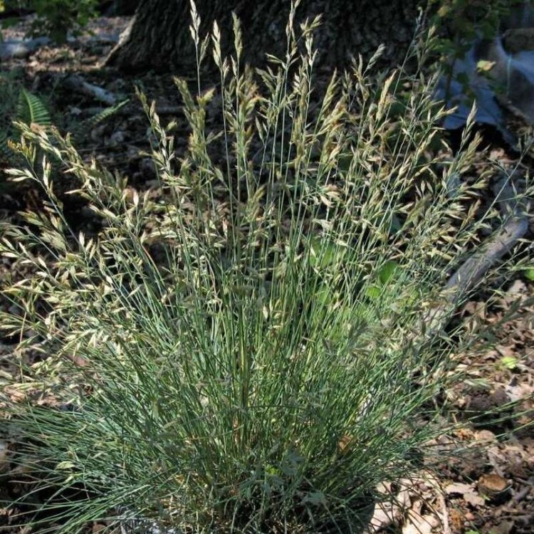 Festuca idahoensis 'Tomales Bay' CalNative 1 gal