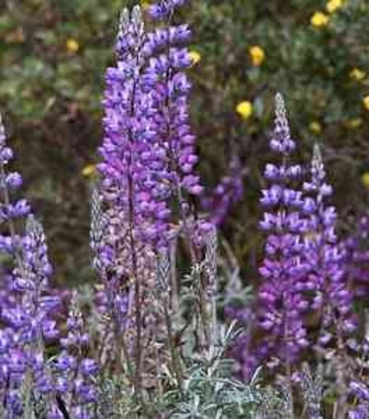 Lupinus albifrons 'Silver Lupine' CalNative 1 gal