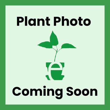 Leptosiphon parviflorus CalNative 4"