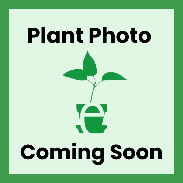 Leptosiphon parviflorus CalNative 4"