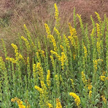 Solidago velutina californica CalNative 1 gal