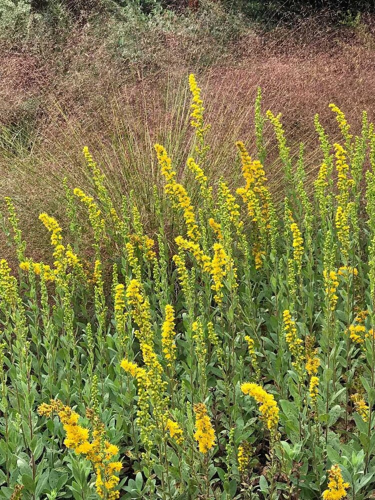 Solidago velutina californica CalNative 1 gal