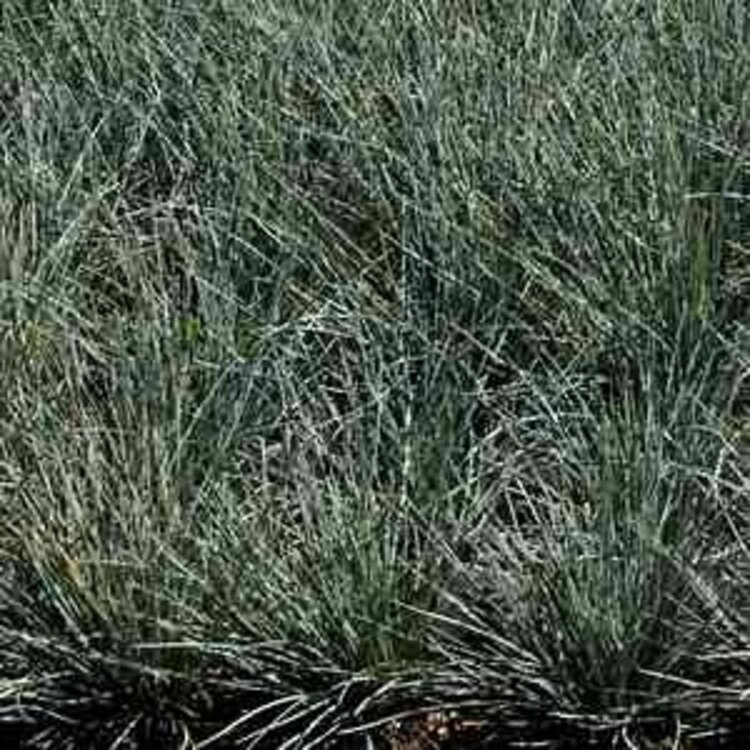 Festuca idahoensis 'Siskiyou Blue' 1 gal