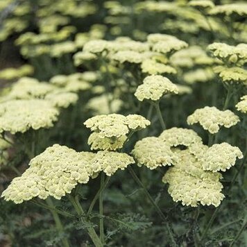 Achillea 'Moonlight' 1 gal
