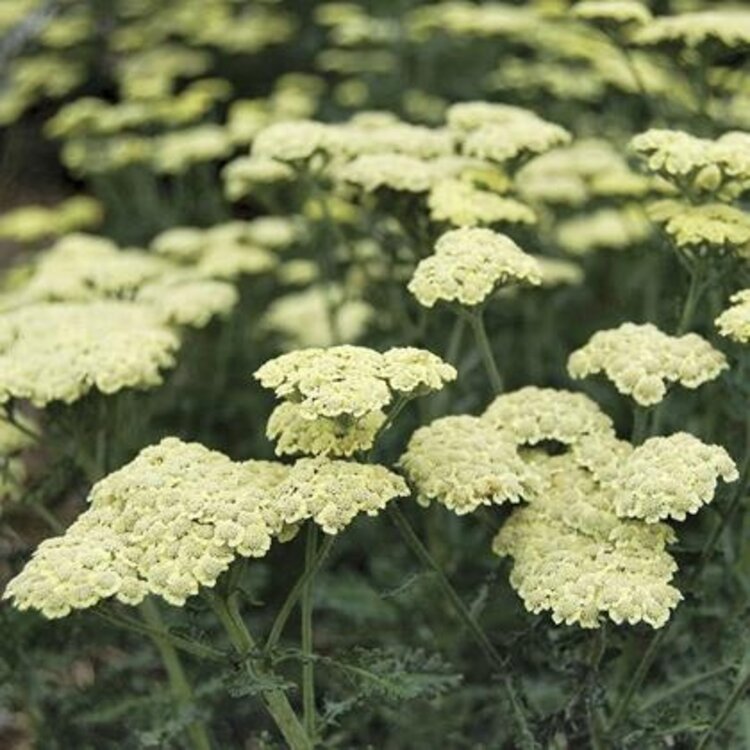 Achillea 'Moonlight' 1 gal