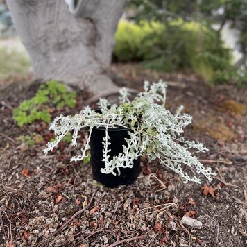 Lessingia filaginifolia 'Silver Carpet'