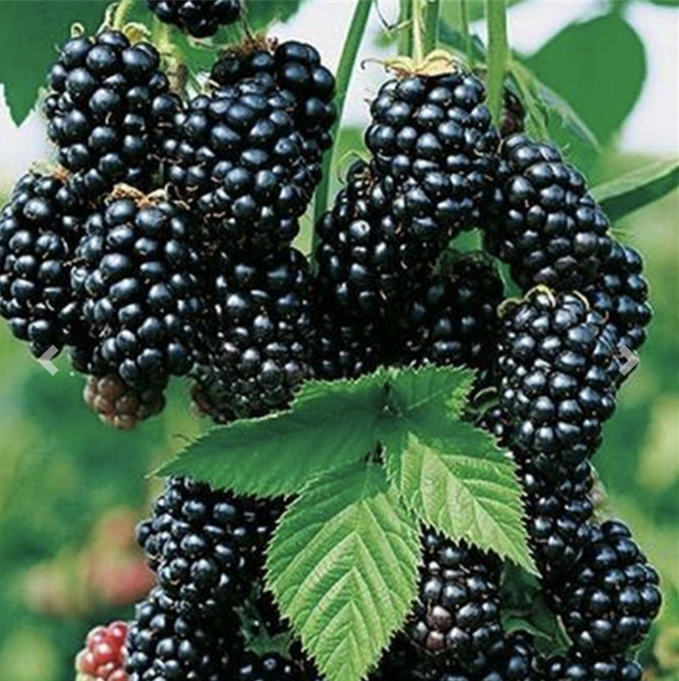 Blackberry 'Black Satin Thornless' 1 gal sleeve