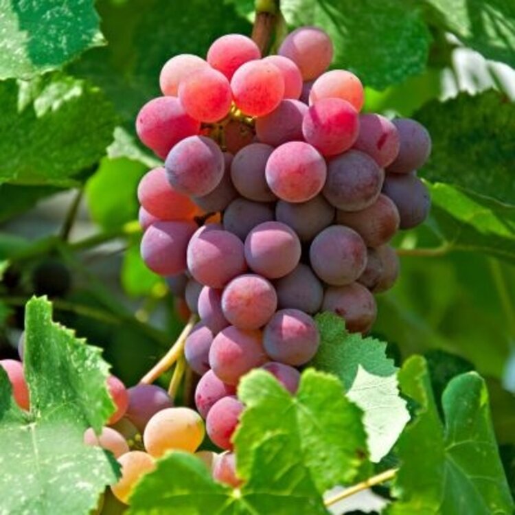 Grape 'Ruby Seedless'