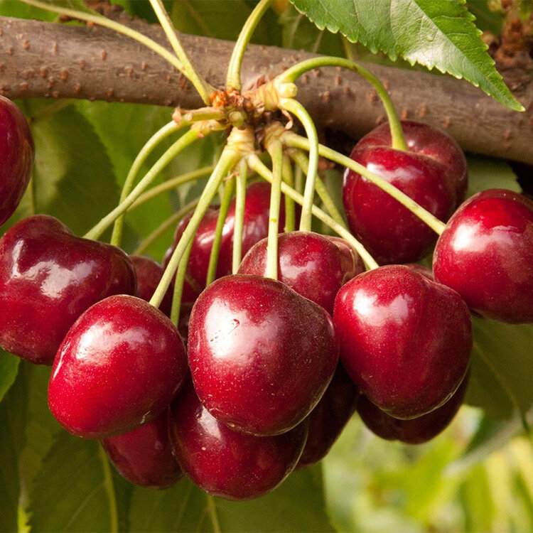 Cherry 'Royal Crimson'