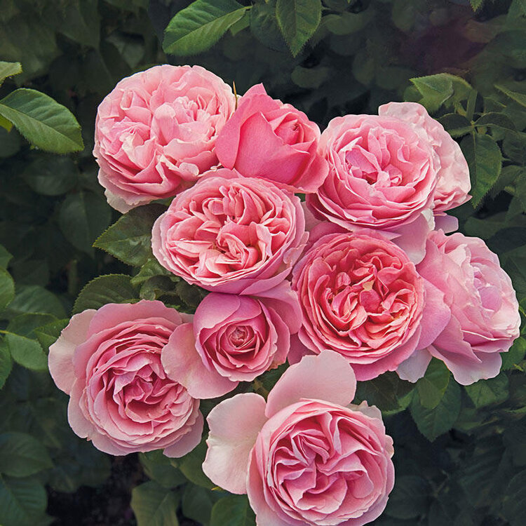 Rose 'All Dressed Up™' Grandiflora