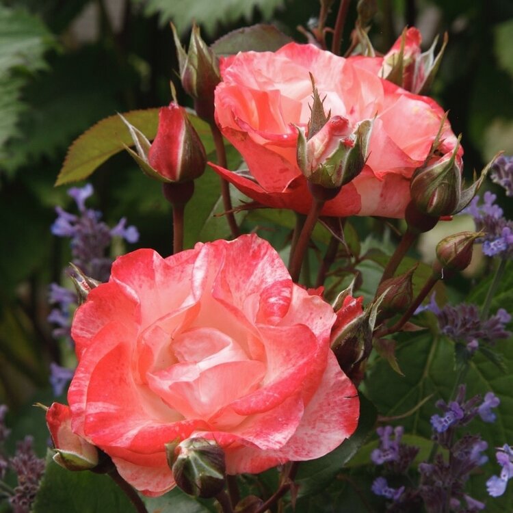 Rose 'Color Splash™' Floribunda