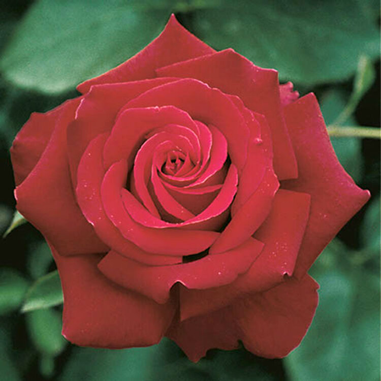 Rose 'Firefighter®' Hybrid Tea