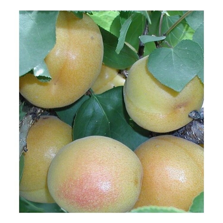 Apricot 'White Knockout' White Apricot on Nemaguard RS.