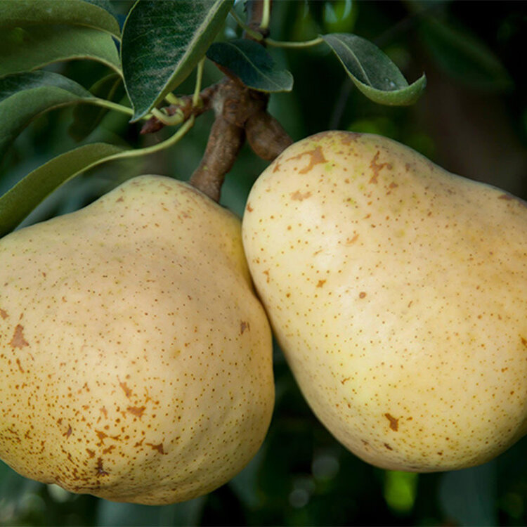 Pear, Bartlett