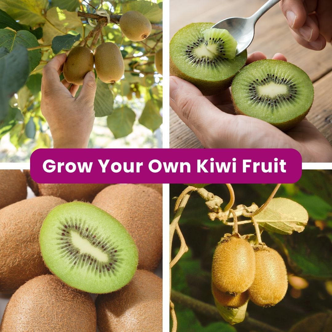 How to Grow Kiwi ‘Vincent Female’ & ‘Tomuri Male’ in East Bay Gardens ...