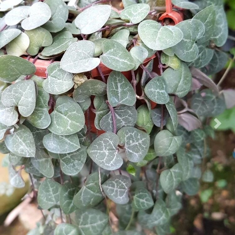 Ceropegia woodii (String of Hearts) Green