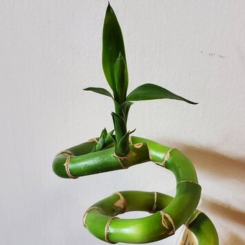 Lucky Bamboo Curly