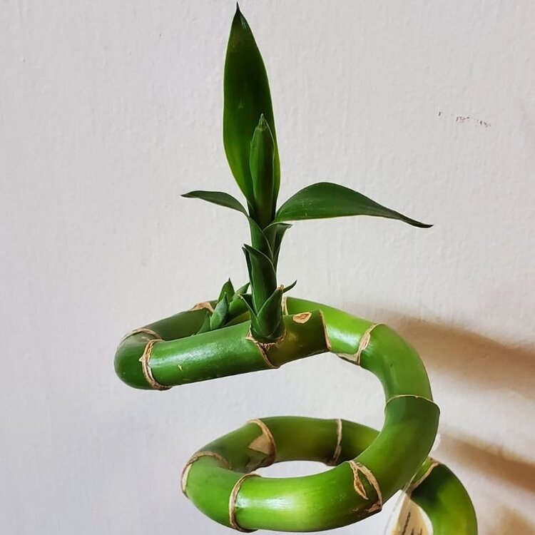 Lucky Bamboo Curly