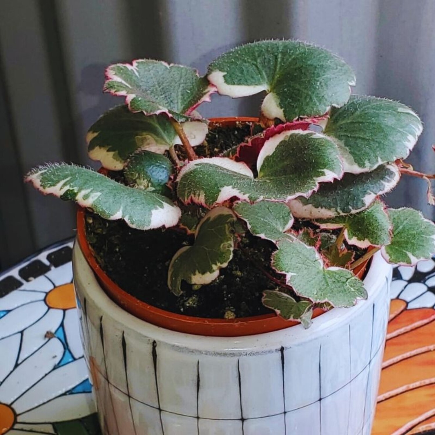 Saxifraga stolonifera Tricolor｜ストロベリベゴニア Saxifraga stolonifera 'Tricolor' Strawberry Begonia - Evergreen