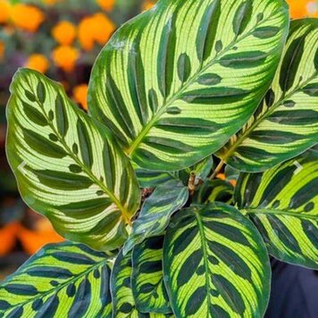Calathea Peacock 4"