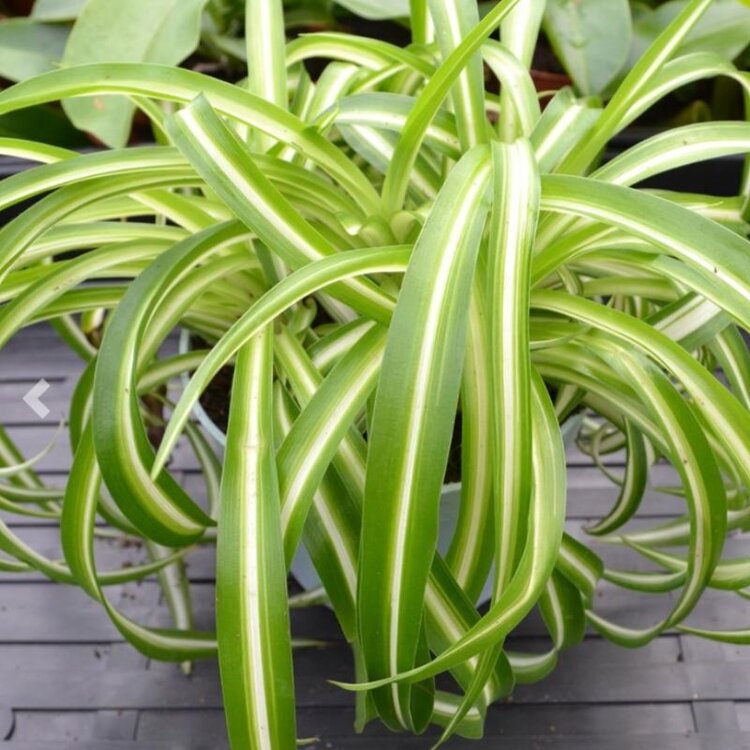 Chlorophytum Spider 'Bonnie'