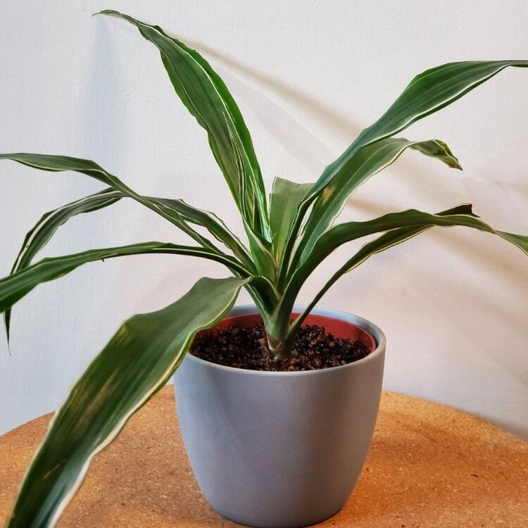 Dracaena Warneckii