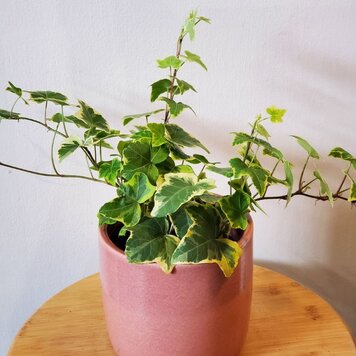 Ivy hedera 'Goldchild'