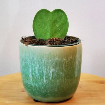 Hoya Kerrii Heart 4"