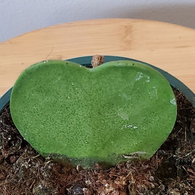 Hoya Kerrii Heart 4"