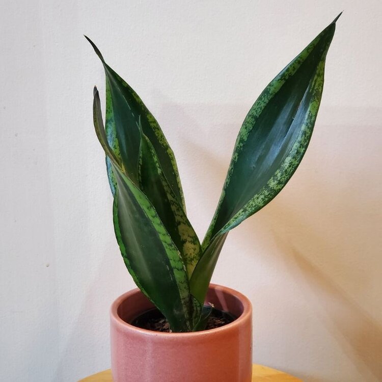 Sansevieria 'Whitney'