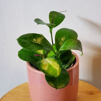 Hoya australis 'Lisa' 4"