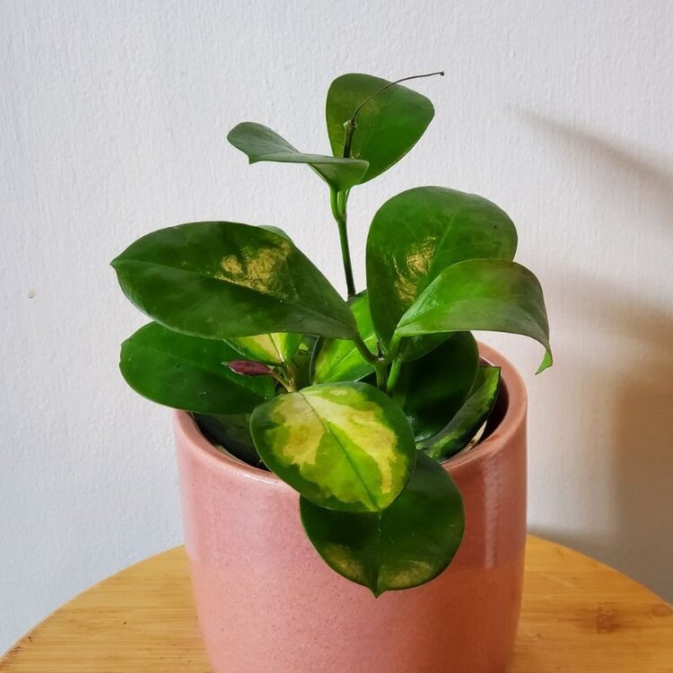 Hoya australis 'Lisa' 4"