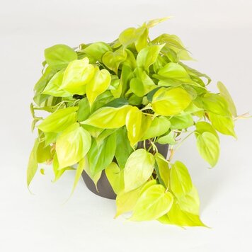 Philodendron cordatum 'Neon' 4"
