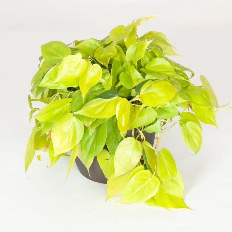Philodendron cordatum 'Neon' 4"