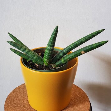Sansevieria 'Starfish' 4"
