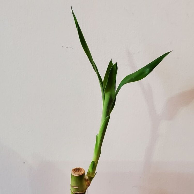 Lucky Bamboo Straight