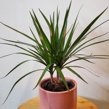 Dracaena marginata  'Magenta Cane'