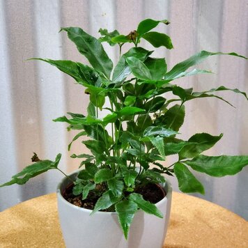 Fern Pteris cretica 'Parkeri' 4"