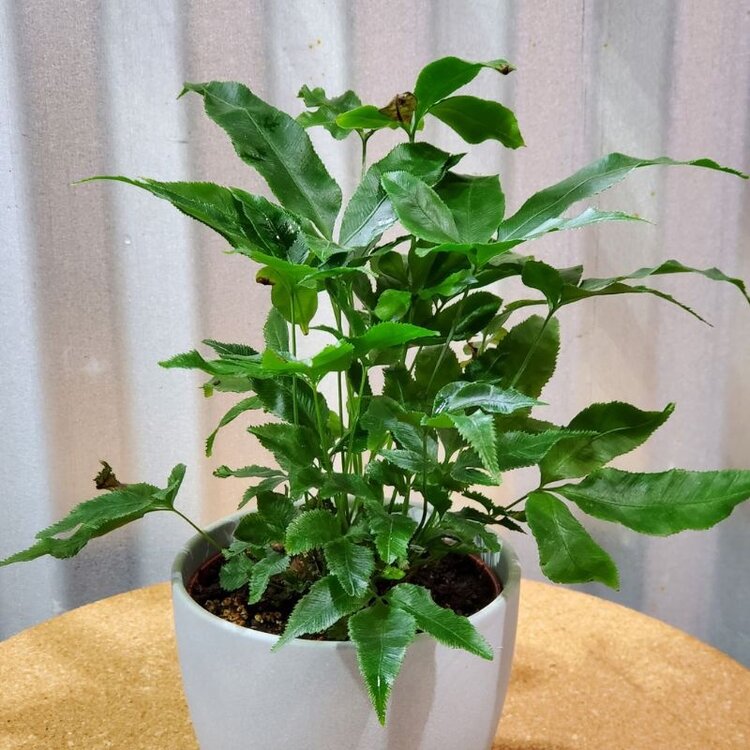 Fern Pteris cretica 'Parkeri' 4"