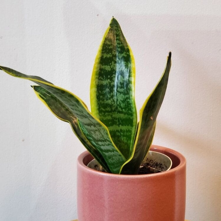 Sansevieria trifasciata 'Futura Superba'