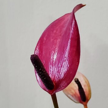 Anthurium, Zizou Red 4"