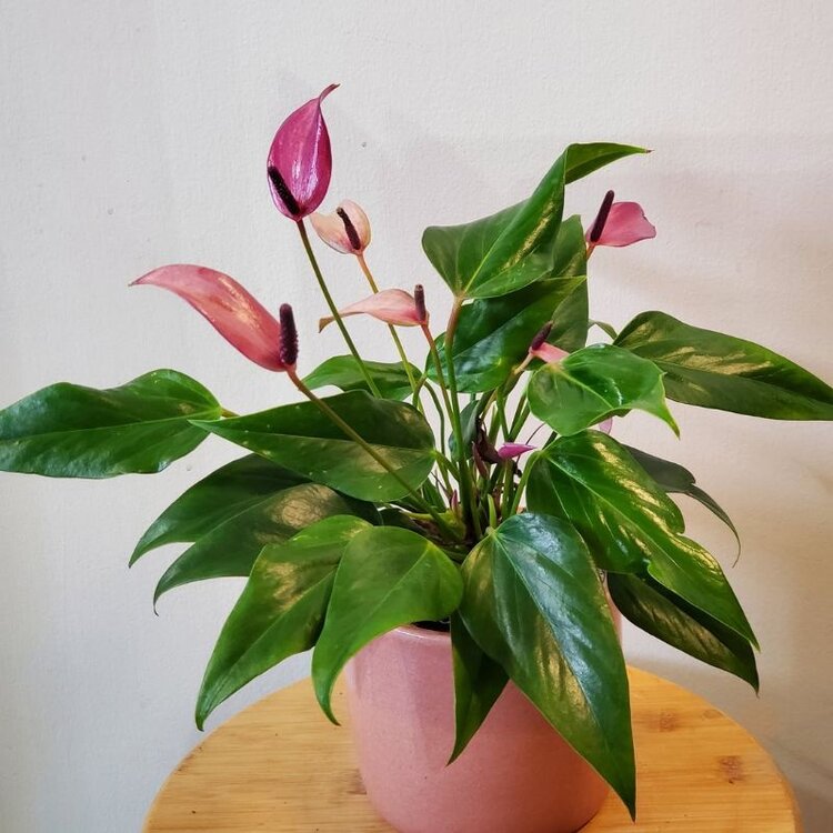 Anthurium, Zizou Red 4"