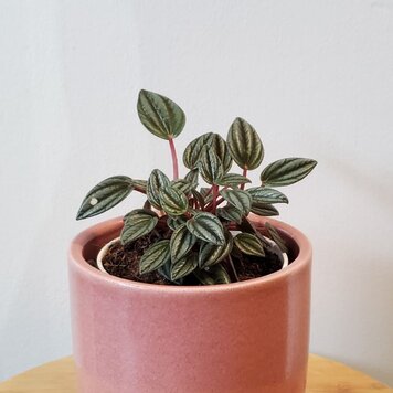 Peperomia San Marino 4"
