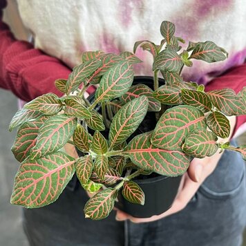Fittonia