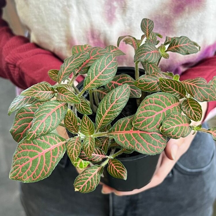 Fittonia