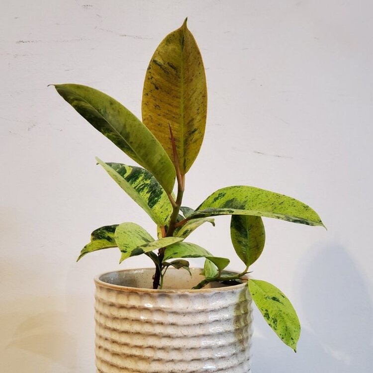 Ficus decora 'Marble' 4"